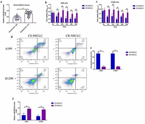 Figure 1. Upregulated miR-556-5p predicted cisplatin-resistance in NSCLC. (a) The cancer tissues were collected from NSCLC patients with cisplatin-sensitive and resistant properties, and miR-556-5p levels in the above tissues were examined by Real-Time qPCR analysis. (b, c) The CS-NSCLC and CR-NSCLC cells were exposed to high-dose cisplatin for 0 h, 6 h, 12 h, 18 h, 24 h and 48 h, and MTT assay was performed to evaluate cell viability. (d) The NSCLC cells were respectively stained with Annexin V-FITC and PI, and a flow cytometer was used to examine cell apoptosis ratio. (f) The expression levels of miR-556-5p in CS-NSCLC and CR-NSCLC cells were examined by Real-Time qPCR. Each experiment had 3 repetitions, and *P < 0.05