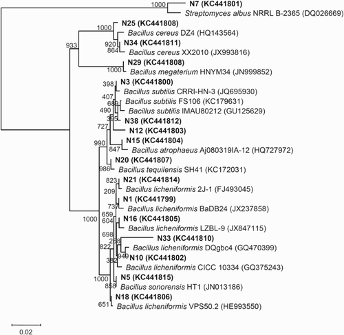 Figure 1. Phylogenetic relationships among bacterial 16S rDNA sequences in the Daqu of Niulanshan liquor and with previously reported sequences. The number on each branch indicates the percentage of 1000 replicates that are included in the branch. Sequences determined in this study are shown in bold, and GenBank accession numbers are shown in parentheses for all of the related sequences. The scale bar of 0.02 represents a 2% nucleotide substitution rate according to the Jukes–Cantor evolutionary distance (Surhio et al. Citation2014).