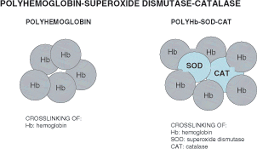 Figure 15. Crosslinking of hemoglobin with two RBC enzymes to form polyhemoglobin-catalase-superoxide dismutase (PolyHb-CAT-SOD). Unlike polyhemoglobin, this has RBC enzymes that can remove oxygen radicals.