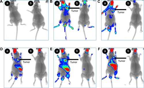 Figure 11 Imaging of mice from animal fluorescence system.