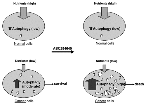 Figure 7 Rationale for stimulating autophagy in cancer chemotherapy. The supply of nutrients is different in normal tissue cells (top) and cancer cells (bottom). Cancer cells can utilize various means to maintain stable metabolism and maintain homeostasis, including upregulation of autophagy. Upon exposure to autophagy-stimulating molecules such as ABC2946490, cancer cells likely further upregulate this pathway, leading to a high level of self-digestion in tumor cells. Empty spaces in these cells represent autophagic vacuoles where programed and non-programed lysosomal digestion of cytoplasmic constituents takes place. The consequence of “over-digestion” will be non-apoptotic cell death (bottom right).