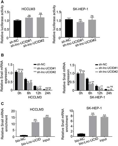 Figure 4 Lnc-UCID interacts with Snail and enhances its mRNA stability. (A) Dual-luciferase assays were performed to detect the effect of lnc-UCID on the transcriptional level of Snail. ns, P>0.05, compared to sh-NC group. (B) Snail mRNA stability was assessed by actinomycin D treatment (5 μg/mL) at the indicated time points, followed by qRT-PCR quantification. **P<0.01; ns, P>0.05, compared to sh-NC group. (C) The interaction between Snail mRNA and lnc-UCID was analyzed by biotinylated lnc-UCID pulldown assays. ^^P<0.01, compared to bio-NC group.