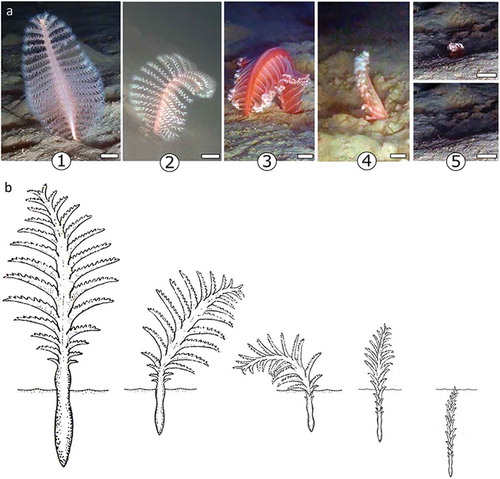 Figure 1. Withdrawal behaviour of Pennatula rubra. (a) Still photographs of the different moments of the withdrawal, and (b) schematic representation of the five main phases distinguished: (1) erected colony, not disturbed; (2) backward bending; (3) forward bending; (4) erected and contracted colony; (5) colony withdrawn. Scale bars = 2 cm.