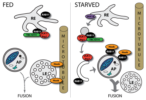 Figure 4. Roles of RAB11 in the regulation of autophagy. RAB11 seems to have different roles in distinct steps of autophagy. Together with TBC1D14 it plays a role in membrane trafficking from the recycling endosome (RE) to the PAS. SNX18 is also implicated in this process. Furthermore, upon autophagy induction by starvation, RAB11 removes Hook—a negative regulator of endosome maturation—from LEs allowing subsequent fusion of a LE with an autophagosome (AP).