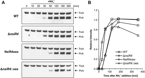 Figure 2. PirA accumulation kinetics in different NsiR4 mutant strains. A: Representative Western blots using antibodies specific against PirA [Citation32]. Equal loading is confirmed by the simultaneous detection of thioredoxin (TrxA) using specific TrxA antibodies. At time point 0, PirA accumulation was stimulated by the addition of 10 mM ammonium (provided as ammonium chloride) to cells that were pre-cultivated in BG11 supplemented with nitrate as sole N source. Prior to sampling all cultures were supplemented with 1 µM CuSO4 and further cultivated for 12 hours to ensure sufficient overexpression of NsiR4 in strains NsiR4oex and ΔnsiR4::oex as described previously [Citation40]. B: Densitometric analysis of the obtained signal intensity for PirA using ImageJ software. All values were normalized to the corresponding signal for TrxA of the same blot and time point. The data are shown as relative intensities compared to the signal for the WT at 360 min (set as 1).