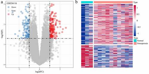 Figure 2. Screening of differentially expressed genes. (a) Volcano plot of differentially expressed genes in dataset GSE56116; (b) Heat map of differentially expressed genes