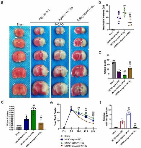 Figure 1. Administration of exogenous agomir-141-3p aggravated MCAO-mediated infarction volume, neurological deficits.