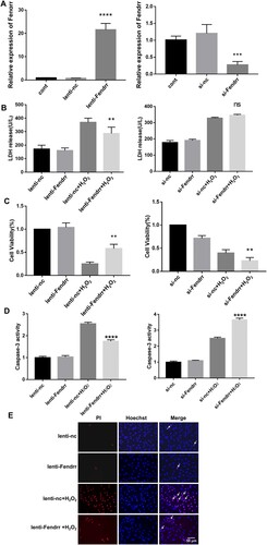 Figure 3. LncRNA Fendrr relieved H2O2-induced cardiomyocyte injury. (A) The overexpression or knockdown efficiency of Fendrr were measured in H9c2 cells after transfection with Fendrr overexpression vector or siRNAs. Fendrr expression was not affected by transfection. All experiments were repeated at least thrice Data are represented as mean ± SD. ***, P < 0.001; ns, not significantly. (B) Effect of Fendrr overexpression or knockdown on lactate dehydrogenase (LDH) release in cardiomyocytes with H2O2 (0.4 mM, 12 h) treatment. ns, not significantly, **, P < 0.001. (C) The effect of Fendrr overexpression or knockdown on cell viability in cardiomyocytes with H2O2 (0.4 mM, 12 h) treatment. **, P < 0.01, vs. lenti-nc + H2O2 group, n = 4; **, P < 0.001. (D) The caspase-3 activity was evaluated in cardiomyocytes with Fendrr overexpression or knockdown with H2O2 (0.4 mM, 12 h) treatment. si-nc, negative control; si-Fendrr, Fendrr siRNA. lenti-nc, the empty lentivirus vector served as negative control; lenti-Fendrr, the lentivirus vector containing Fendrr overexpression plasmid. Data are represented as mean ± SD. ***, P < 0.001. (E) Propidium iodide staining was performed in lentivirus-transfected cardiomyocytes with PBS or H2O2 (0.4 mM, 12 h) treatment. The cells indicated by the arrow are representative of apoptotic cells. lenti-nc, the lentivirus empty vector served as negative control; lenti-Fendrr, the lentivirus vector containing Fendrr overexpression plasmid.