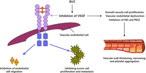 Figure 1 Schematic diagram of cardiac toxicity caused by bevacizumab.