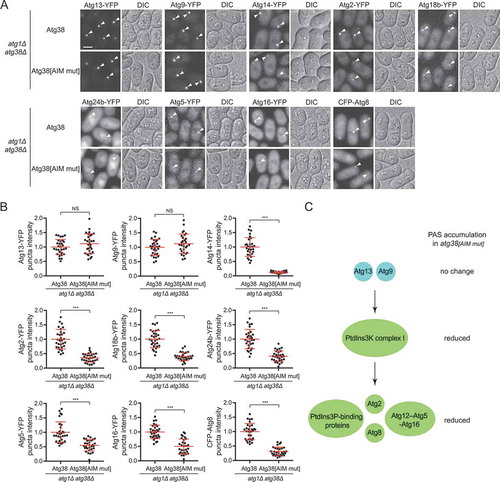 Figure 3. The AIM mutation in Atg38 influences PAS accumulation of the PtdIns3K complex I and of Atg proteins downstream of the PtdIns3K complex I, but not of Atg proteins upstream of the PtdIns3K complex I. (A) Puncta formation by Atg proteins at the PAS in atg38Δ cells expressing Atg38 or Atg38[AIM mut]. Mid-log phase cells expressing YFP or CFP-tagged Atg proteins were incubated in nitrogen-free medium for 2 h, and then imaged by fluorescence microscopy. Arrowheads point to representative puncta formed by Atg proteins. Scale bar: 3 μm. (B) Quantification of the puncta intensity of YFP or CFP-tagged Atg proteins in (A). Mean ± s.d. are shown in red (n = 30). *** indicates P < 0.001; NS, not significant. P values were calculated using Welch’s t-test. (C) Summary of the effects of the Atg38 AIM mutation on the PAS accumulation of Atg proteins