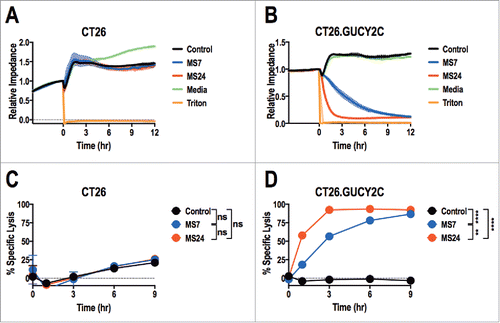 Figure 4. Real-time GUCY2C-specific CAR T cell-mediated cytotoxicity. CT26 (A and C) or CT26.GUCY2C (B and D) mouse colorectal cancer cells were seeded at 10,000 cells/well in an E-Plate and CAR-T cells, media, or Triton-X 100 (Triton) were added to the plate 24 h later (time = 0). The E-Plate was scanned every 15 min to quantify relative electrical impedance (normalized to time = 0). (A and B) Solid lines indicate the mean of duplicate wells and surrounding clouds indicate standard deviation. Results are representative of two experiments. (C and D) % specific lysis values for each CAR-T cell and target cell combination were calculated from the impedance data at the indicated time points. All statistical tests in (C) and (D) compared (1) Control to MS7, (2) Control to MS24, and (3) MS7 to MS24 (**p < 0.01, ****p < 0.0001, Two-way ANOVA). (C and D) show the means ± standard deviation of two experiments.