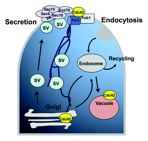 Figure 2. Cdc42 and trafficking pathways in fission yeast. Proteins can be secreted or targeted to the cell surface in secretory vesicles (SV) that are directed via actin cables and are tethered by the exocyst protein complex to specific sites of the plasma membrane. Molecules taken up from the plasma membrane are delivered to early endosomes by an endocytic process that might lead to a route of recycling or to complete degradation in the vacuole. Cdc42 regulates the actin-directed vesicle delivery to the plasma membrane, the exocyst function, and the endosome to vacuole fusion.