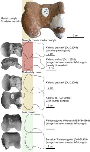 Figure 4. Variation in tibiotarsus morphology between similarly sized fossil penguin species. The distal surfaces of the Kairuku species show a strong to moderate convex projection of the medial condyle. Likewise, the Glen Murray penguin (Kairuku sp.) shows moderate medial projection. The medial projection is less pronounced in Palaeeudyptes klekowskii and the Burnside Formation ‘Palaeeudyptes’. P. klekowskii image supplied by P. Jadwiszczak. Burnside Formation ‘Palaeeudyptes’ image supplied by M. Richards and Otago Museum (Dunedin, New Zealand).