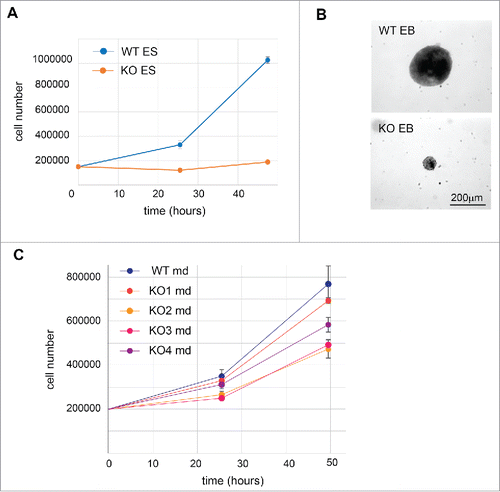 Figure 6. Phenotype of RBM10 KO in ES cells and mandibular cells. (A) Growth curve of WT and RBM10 KO ES cells. 150,000 cells were seeded in 6-well plates. The number of cells was analyzed after 25 h and 50 h. This analysis was done in triplicate. (B) Phase-contrast micrographs of embryoid bodies (EBs) obtained after differentiation of WT or RBM10 KO ES cells. Cells were cultured in suspension without LIF for 6 d. (C) Growth curve of WT and RBM10 KO mandibular cells. 200,000 cells were seeded in 6-well plates. The number of cells was analyzed after 25 h and 50 h. This analysis was done in triplicate.