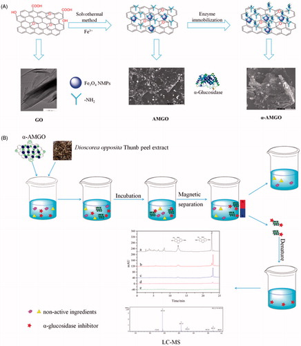 Figure 1. The synthesis procedure of AMGO nanocomposites, and α-AMGO microreactors (A) and the application schematic diagram (B) of the α-glucosidase microreactors in this experiment.