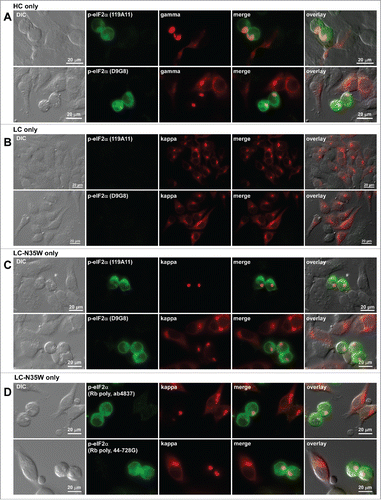 Figure 10. Translation initiation factor eIF2α is phosphorylated in Russell body-positive cells. Fluorescent micrographs of HEK293 cells transfected with the following constructs: (A) HC construct alone; (B) LC construct alone; (C, D) N35W variant LC construct alone. On day-2 post transfection, suspension cultured cells were seeded onto poly-lysine coated glass coverslips and statically incubated for 24 hr. On day-3, cells were fixed, permeabilized, and stained with Texas Red-conjugated anti-kappa chain or Texas Red-conjugated anti-gamma chain polyclonal antibodies. In panels A through C, cells were co-stained with 2 different rabbit anti-phosphorylated eIF2α monoclonal antibodies, clones 119A11 (first row of each panel) or D9G8 (second row of each panel). In panel D, cells were co-stained with 2 rabbit anti-phospho-eIF2α polysera obtained from 2 different sources (see Materials and Methods). Green and red image fields were superimposed to create ‘merge’ views. DIC and ‘merge’ were superimposed to generate ‘overlay’ views.