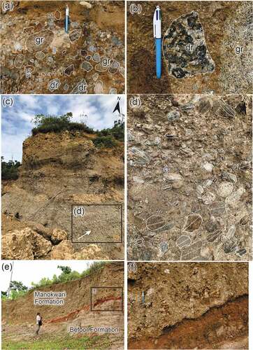 Figure 5. (a)-(d) Excavation in a quarry, Anday area, locality 17SE–165 (0°56’28.73“S, 133°59’51.00“E). Polymictic conglomerate in the Befoor Formation with clasts of granite (gr), diorite (dr), and limestone (lst). Hardened clay clasts are also present. The grain size is dominantly very coarse to fine grain/pebble, but some of the clasts have a granule size. (e) An excavation showing the contact between the Befoor Formation and the overlying Manokwari Formation, locality 17SE–39 (0°54’59.90“S, 134°1’31.70“E). Photograph shows contact (red dashed line) of reef limestone (Manokwari Formation) unconformably overlying grey mudstone (Befoor Formation). Close-up photograph given in (f).