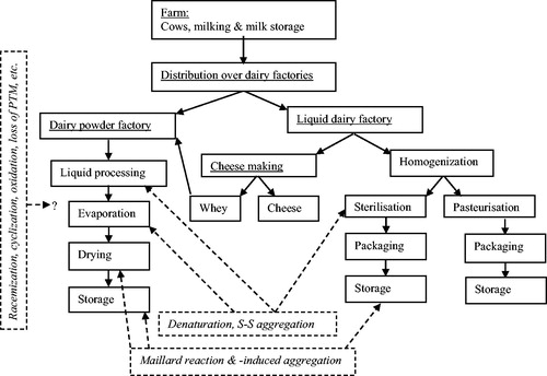 Figure 3. Schematic overview of different type of dairy processes and the ensuing dairy protein modifications occurring during these processes. Product flow indicated with solid arrows, protein modifications indicated with dotted boxes and dotted arrows. PTM, post-translation modifications.