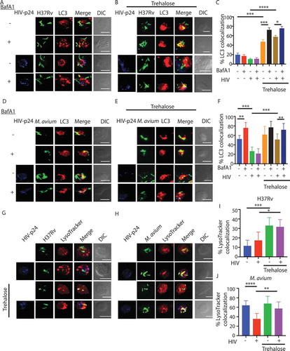 Figure 3. Modulation of xenophagy flux in single and co-infected U937 macrophages in the absence and presence of autophagy modulator trehalose. U937-derived macrophages either uninfected or infected with HIV-1 (1:0.1 MOI), as described in methods followed by infection with PKH67-labeled (green) H37Rv (A) or M. avium (D) at an MOI of 1:10. Three hours before the experimental time point (48 h), one set of the cells were treated with BafA1 (100 nM). At 48 h, cells were fixed and stained with anti-LC3 and anti-HIV p24 antibodies followed by anti-rabbit-Alexa568 (red) and anti-mouse Alexa 405, respectively (blue), and analyzed under the confocal microscope. Co-localization between LC3 compartment and H37Rv (C) or M. avium (F) in the presence or absence of BafA1 treatment was calculated by analyzing the confocal images in Imaris (see methods, values are mean±SD). For (B) and (E), U937-derived macrophages either uninfected or infected with HIV-1 (MOI 1:0.1) for 48 h were subsequently infected with PKH67-labeled H37Rv (B) or M. avium (E) (green), respectively, at 1:10 MOI. Trehalose (100 mM) was added immediately after bacterial infection. Finally, before the sample harvest at 48 h, cells from each of the groups were either treated with BafA1 (100 nM, 3 h) or left untreated. At 48 h, cells were fixed and stained with anti-LC3 and anti-HIV-p24 antibody followed by anti-rabbit-Alexa568 (red) and anti-mouse Alexa 405, respectively (blue), and analyzed under the confocal microscope. Scale bar: 10 µm in A, B, C and D, respectively. Co-localization between LC3 compartment and H37Rv (C) or M. avium (F) in the trehalose-treated sets was calculated by analyzing the confocal images in Imaris (see methods, values are mean±SD). U937-derived macrophages with or without HIV infection were infected with H37Rv (G) or M. avium (H) followed by treatment with trehalose. Lysotracker staining was performed 30 min prior to harvesting and fixing the cells at 48 h post-bacterial infection followed by antibody staining for anti-HIV-p24 as described above. Co-localization between H37Rv (I) or M. avium (J) with the LysoTracker compartment was calculated by analyzing the confocal images in Imaris. (see methods, values are mean±SD; ANOVA analysis followed by multiple comparison analysis was performed to get the p values. *p-value<0.05; **p-value<0.005; ***p-value<0.001; ****p- value<0.0001). Data represents more than 150 phagosomes, from more than three different coverslips, generated across three independent experiments