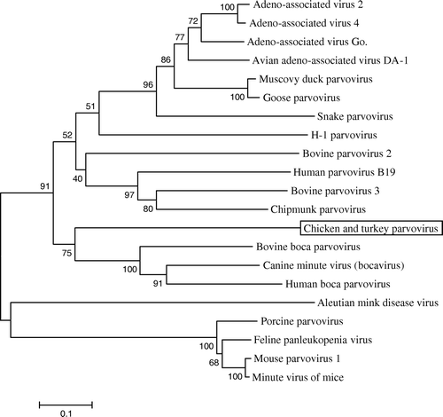 Figure 3.  Phylogenetic tree showing the relationship between the chicken and turkey parvoviruses and other members of the Parvovirinae subfamily. A conserved sequence of 170 residues of the chicken and turkey parvovirus NS gene was aligned with the sequences of other parvoviruses including the prototype viruses from each genera: minute virus of mice (genus Parvovirus), B19 human parvovirus (genus Erythrovirus), adeno-associated virus 2 (genus Dependovirus), Aleutian mink disease virus (genus Amdovirus), and bovine parvovirus 1 (genus Bocavirus). The evolutionary history was inferred using the neighbour-joining method (Saitou & Nei, Citation1987). The consensus tree from 1000 bootstrap replicates is shown. The percentage of trees that contained the consensus branch is also shown for each branch (Felsenstein, Citation1985). The scale at the bottom shows the number of substitutions inferred per site.