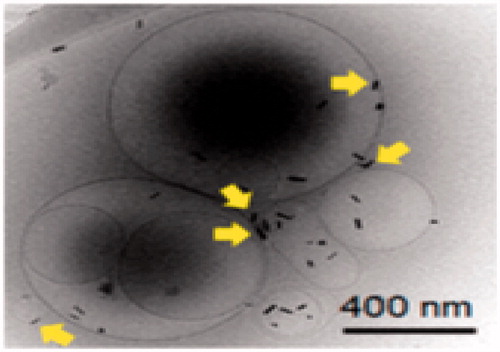 Figure 4. Showing characterization of blank liposomes conjugated with gold nanorods (Lip-GNR) and cryo-electron microscope image displaying gold nanorods (yellow arrows). Culled from [Citation50].