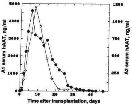 Figure 2.  Serum hAAT levels of transplantation of retrovirus tranduced hepatocytes in two individual canines (A1 and A2). In vivo hAAT production in dogs Al and A2 after transplantation of transduced hepatocytes. The serum concentrations of hAAT were determined before and after transplantation of 3.8 × 108 and 6.4 × 101 in animals Al (solid circles) and A2 (open triangles), respectively. Each sample was analyzed in duplicate. [Reproduced with permission from Kay MA, et al. Proc Natl Acad Sci USA 1992 Jan 1;89(1):89–93. PMID:1729724].