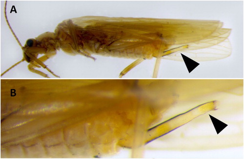 Figure 6. Notonemoura latipennis (Plecoptera: Notonemouridae). A, Female with ovipositor (arrow); B, magnified view of ovipositor with eggs visible (arrow).