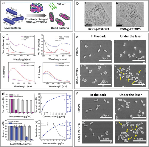 Figure 4. Enhanced photothermal conversion based on carbon-based nanostructure integration. (a) Scheme of efficient photothermal bactericidal process by linking positively charged RGO-g- p3topa. (b) TEM images of RGO-g-p3topa and RGO-g-p3tops sheets. (c) Optical-electronic properties of RGO-g-p3topa composite; RGO-g-p3tops composite and their components: enhanced absorption from UV region to NIR range with redshifted absorption peak of GO and CPs in composites (top); photoluminescence quenching of CPs with RGO present (bottom), proving transfer of photoinduced electron from CPs to RGO. (d) Photothermal bactericidal experiment on RGO-g-p3topa (two figures at top) and RGO-g-p3tops (two figures at bottom) composites according to various concentrations indicated by survival rate of E. coli bacteria (left) and related temperature increase (right): result indicates amount of RGO-g-p3tops to be 16-fold to obtain similar bactericidal effect as RGO-g-p3topa. (e) SEM image of treated E. coli in bactericidal experiment using P3TOPA and RGO-g-p3topa with comparable concentrations of P3TOPA component. (f) SEM image of treated E. coli in bactericidal experiment using P3TOPS and RGO-g-p3tops with comparable concentrations of P3TOPA component. Reprinted with permission from [Citation44].