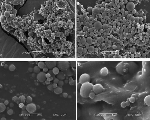 Figure 2. SEM micrographs of ACR-PC-NE at (A) 500×, (B) 2500×, (C) 5000×, and (D) 10,000× magnification.