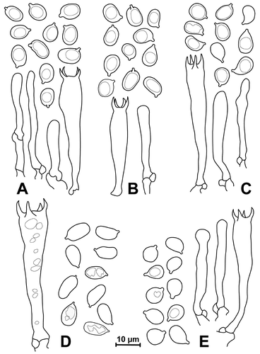 Figure 4. Microscopic drawings of the species described. A. Cuphophyllus cinerellus (epitype, EL30-16). B. Cuphophyllus esteriae (TCAV-09). C. Cuphophyllus lamarum (holotype, 10.07.13.av01). D. Cuphophyllus hygrocyboides (Berch0283). E. Cuphophyllus flavipes (epitype, G/122-00). Bar = 10 µm; same scale for all drawings.