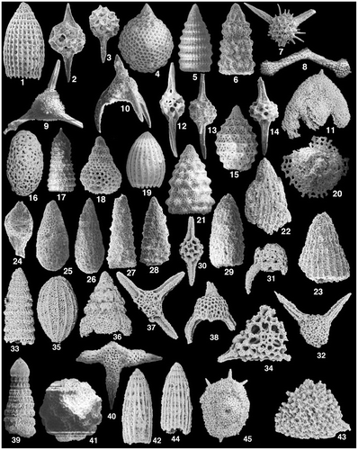 Figure 10(B). SEM images of age-diagnostic Radiolarian from blocks associated with basaltic rocks in the volcanic-sedimentary and ophiolitic melange. Sample E2-11-87 (Aras Nehri gorge; Şahvelet area): 1 – Archaeodictyomitra apiarium (Rüst), ×150; Pantanellium squinaboli (Tan), ×200; 3 – Pantanellium sp., ×200; 4 – Sethocapsa trachyostraca Foreman, ×100; 5 – Svinitzium pseudopuga Dumitrica, ×125; 6 – Xitus sp., ×125. Sample E2-11-90 (Aras Nehri gorge; Şahvelet area): 7 – Alievium regulare (Wu & Li), ×125; 8 – Archaeotritrabs gracilis Steiger, ×100; 9 – Becus helenae (Schaaf), ×125; 10 – Napora sp., ×200; 11 – Orbiculiforma satoi Tumanda, ×100; 12–14 – Pantanellium masirahense gr. Dumitrica, ×125; 15 – Tethysetta usotanensis (Tumanda), ×150; 16 – Phaseliforma cf. micropora (Tan), ×100; 17 – Praexitus alievi (Foreman), ×100; 18 – Tetracapsa sp., ×200; 19 – Thanarla conica (Aliev), ×200; 20 – Veghicyclia ? sp.; 21 – Xitus robustus Wu, ×150. Sample E2-11-94 (Aras Nehri gorge; Şahvelet area): 22 – Thanarla cf. gutta Jud, ×100; 23 – Archaeodictyomitra sp., ×125; Sample E2-11-106 (Şahvelet Dağ) (24 – Gigi fustis De Wever, ×150; 25–26 – Lantus intermedius gr. Carter, ×150. Sample E2-11-177: 27 – Canoptum cf. anulatum Pessagno & Poison, ×125; 28 – Canoptum cf. artus Yeh, ×100; 29 – Droltus sp., ×200. Sample E2-11-176 (E of Erzincan): 30 – Pantanellium aff. riedeli Pessagno, ×125; 31 – Saitoum cf. labeosum Dumitrica & Zügel, ×150; 32 – Bernoullius cf. delnortensis Pessagno, Blome & Hull, ×150; 33 – Pseudodictyomitra primitiva Matsuoka & Yao, ×150; 34 – Perispyridium ordinarium (Pessagno), ×150; 35 – Protunuma costata (Heitzer), ×150; 36 – Spongocapsula sp., ×100; 37 – Emiluvia chica Foreman, ×150; 38 – Napora deweveri Baumgartner, ×150. Sample E2-11-171 (Otlukbeli area): 39 – Pseudodictyomitra pseudomacrocephala (Squinabol), ×100; 40 – Crucella cachensis Pessagno, ×125; 41 – Hemicryptocapsa praepolyhedra Dumitrica, ×150; 42 – Archaeodictyomitra sp.1, ×125; 43 – Alievium superbum (Squinabol), ×150; 44 – Archaeodictyomitra sp.2, ×175; 45 – Patellula ecliptica O’Dogherty, ×125.