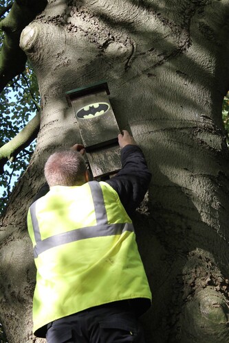 Figure 2. Bat boxes counting. In this picture, Teddy is counting one of the bat boxes placed in a city park in Groningen. Copyright author.