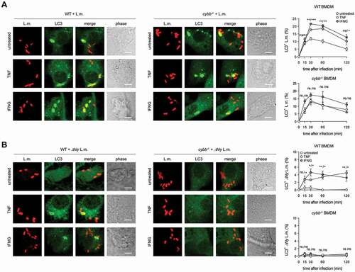 Figure 6. Enhancing ROS production through CYBB by priming with pro-inflammatory cytokines endows BMDM with the ability to target L.m. by LAP. WT and cybb−/- BMDM were either left untreated or stimulated for 48 h with TNF or for 24 h with IFNG and then infected with wt (A) or Δhly (B) L.m. for the indicated periods of time. LC3+ L.m. were quantified by immunofluorescence microscopy. Data are shown as mean ± SEM of at least three independent experiments. Representative micrographs from 1 h after infection are shown. Scale bar: 4 µm. ns, not significant; * p < 0.05, ** p < 0.01, *** p < 0.001 and **** p < 0.0001.