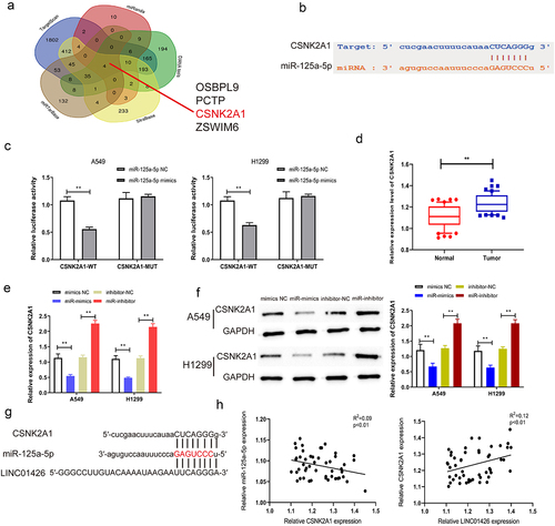 Figure 5. CSNK2A1 could bind to miR-125a-5p a-b. The downstream target genes of miR-125a-5p was explored through the bioinformatics website, while the CSNK2A1 exerted a higher binding score. c. The combination of miR-125a-5p and CSNK2A1 was detected through the dual luciferase gene report experiment. The binding relationship of miR-125a-5p. d. The expression level of CSNK2A1 in LUAD tissue was detected by qRT-PCR. e-f. The regulatory effect of miR-125a-5p on CSNK2A1 was detected by qRT-PCR and Western blot experiments. g-h. The correlation between CSNK2A1 and miR-125a-5p or LINC01426 expression level was analyzed by Pearson’s analysis. (** P < 0.01).