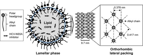 Figure 4 Illustration of the structure of the prepared liquid crystal nanoparticles (LCNPs).Note: The interphase of the LCNPs is comprised of a lamellar liquid crystal structure with orthorhombic lateral packing.