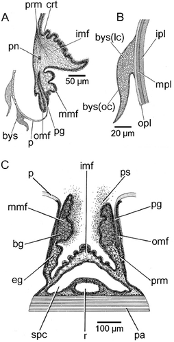 Figure 5. Modiolus modiolus. (A) A transverse section through the ventral mantle margin showing two byssal setae attached to the periostracum; (B) a more detailed illustration of a single byssal seta; and (C) a transverse section through the dorsal mantle margin showing the glands in the middle mantle fold which, it is suggested, may produce the mucoid substance that sticks sand grains to the shell (for abbreviations see Functional morphology section).