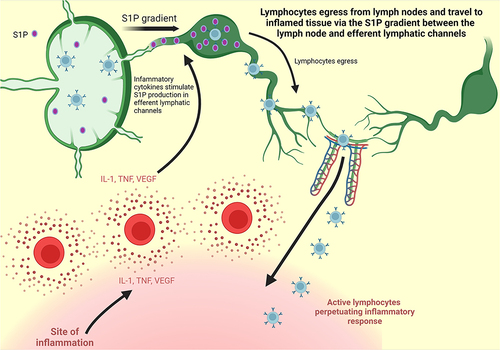 Figure 2 S1P Gradient. Adapted from Stimulated T Cells Migrate Out of Lymph Nodes and Enter Inflamed Tissue, by BioRender.com; 2022. Retrieved from: https://app.biorender.com/biorender-templates.Citation32