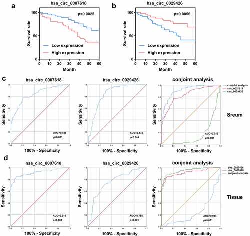 Figure 5. Overall survival (OS) curve and receiver operating characteristic (ROC) curves were used to evaluate the sensitivity and specificity of circ_0007618 and circ_0029426 for LUAD diagnosis.