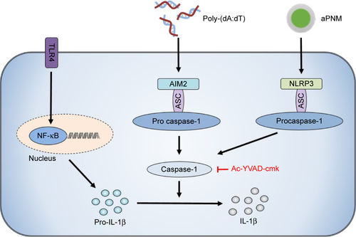 Scheme S2 Signaling pathway of different types of inflammasomes.Notes: Poly-(dA:dT) stimulates the AIM2 inflammasome. The final pathway for the activation of caspase-1 to produce IL-1β is the same.Abbreviations: aPNM, amine-terminated γ-PGA nanomicelles; γ-PGA, poly-(γ-glutamic acid); poly-(dA:dT), poly(deoxyadenylic–deoxythymidylic); TLR4, toll-like receptor 4.