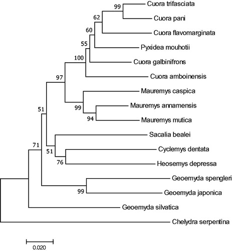 Figure 1. Molecular phylogenetic tree based on mitochondrial partial cytb gene for cytochrome b.