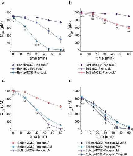 Figure 2. The optimization of UA degradation by engineering EcN cells. (a-b). UA degradation by using crude enzymes (a) or whole cells (b) of engineered EcN expressing PucLT in different plasmids under the control of different promoters. (c) UA degradation by EcN whole cells with PucL, PucLT, and PucLM. (d) UA degradation by EcN whole cells by co-expressing ygfU. The degradation curves were determined in HEPES buffer (pH = 7.0) at OD600 = 1.0 for whole cells or with proteins at 0.8 mg/mL for enzymatic assays. The UA degradation ability of these whole cells or crude enzyme were assayed at defined time intervals. Three parallel experiments were executed to obtain averages and calculate STDEV. The one-way ANOVA method was used to calculate the p value. The Q values were calculated to get the false discovery rate (FDR). Q < 0.05, ‘*’ was marked, Q < 0.01, ‘**’ was marked, Q < 0.001, ‘***’ was marked. In four panels, only the Q value between the mean data of two groups representing the fastest UA degradation rates were shown.