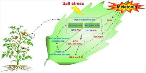 Figure 6. Schematic presentation of MT regulation systematic in tomato leaves under salt stress. Salt stress photoinhibition in the donor and acceptor sides of the photosystems II, and lead to ROS burst, which resulting in the damage to cell membrane and thylakoid membranes. To alleviate ROS toxicity, specific ROS scavenging pathways (e.g. APX, MDHAR, DHAR, and GR pathways) are induced. Exogenous MT increase the salt tolerance in tomato seedling leaves by reducing chlorophyll degradation to adjust photosynthetic electro flux and by enhancing the AsA-GSH cycle to increase the ROS scavenging capacity so as to suppress the damage caused by salt stress. Solid line with arrow and ‘T’ shape line represents stimulation and inhibition, respectively. The red and blue words indicate induced and reduced cellular processes by salt stress/MT, respectively. Dashed lines indicate indirect regulations. Abbreviations: AsA-GSH, ascorbate–glutathione cycle; Chls, chlorophyll; H2O2, hydrogen peroxide; MDA, malondialdehyde; O2−, superoxide anion; REL, relative electrolyte leakage; ROS, reactive oxygen species; VJ, the relative variable fluorescence at the J step; Vk, the normalized relative variable fluorescence at the K step.