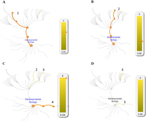 Figure 1. REACTOME pathways associated with Development Biology in: AD patients (А); FTD patients (В); Centenarians (С) and Young controls (D). The numbers denote enhanced pathways: 1. Semaphorin interactions, 2. NCAM1 interaction, 3.Interaction between La and Ankyrins, 4. Formation of cornified envelope, 5. Keratinization.