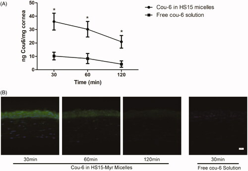 Figure 5. In vivo corneal permeation. (A) Cou-6 concentration in mouse corneas after four installations (5 μl/installation at 10-min intervals) (*p < .05 compared to the free coumarin-6 [cou-6], n = 8). (B) Fluorescence microscopy observation of vertical cross-sections through the cornea at the 30-min time point in the mouse tests.