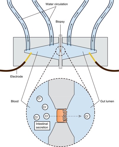 Figure 2 Schematic representation of the Ussing chamber measuring gut secretion.