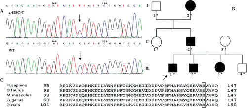 FIGURE 1  An evolutionarily conserved Serine is mutated in our Italian family with ADCC. A. Electropherograms showing a heterozygous c.428C>T mutation in an affected individual compared to a wild type DNA. B. Schematic pedigree of the Italian family affected by CRYBB2-related ADCC. An asterisk shows the tested family members. C. Protein alignment shows conservation of the p.143th amino acid during evolution. The p.143th is highlighted.