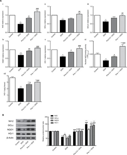 Figure 5 Effect of Pris on DOX-induced alteration of Nrf2 signaling pathway.Notes: (A) (i–v) mRNA expression of Nrf2, GCLc, GCLm, NQO1, and HO-1. (vi) Nrf2 binding capacity. (vii) HO-1 level in the heart. (B) Western blot for Nrf2, GCLc, NQO1, HO-1, and their relative protein quantification. β-Actin served as an internal control. Rats were injected with DOX (2.5 mg/kg) six times over 2 weeks. Pris was administered (0.5, 1 mg/kg, intraperitoneal) once daily for 1 week before and 2 weeks contaminant with DOX injection. Data are the mean ± standard error (n=8). *P<0.05, **P<0.01, ***P<0.001 vs the control; #P<0.05, ##P<0.01, ###P<0.001 vs the DOX group (one-way ANOVA).Abbreviations: DOX, doxorubicin; GCLc, glutamate-cysteine ligase catalytic subunit; GCLm, glutamate-cysteine ligase modifier; HO-1, hemeoxygenase-1; NQO1, NAD(P) H dehydrogenase quinone; Nrf2, nuclear erythroid 2-related factor 2; Pris, pristimerin.