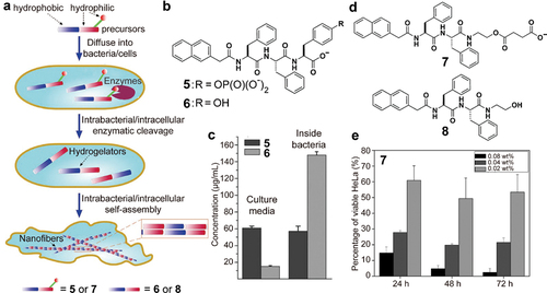 Figure 2. (a) Schematic representation of intracellular nanofiber formation by enzymatic reactions. (b) Chemical structures of compound 5 and 6. (c) Concentration of 5 and 6 in culture media or inside bacteria. (a)-(c) are reproduced by permission from [Citation21], copyright [2007, John Wiley and Sons]. (d) Chemical structures of compound 7 and 8. (e) 3-[4,5-dimethylthiazol-2-yl]-2,5 diphenyl tetrazolium bromide (MTT) assay of incubation of HeLa cells with esterase substrate 7. (d)-(e) are reproduced by permission from [Citation25], copyright [2007, John Wiley and Sons].