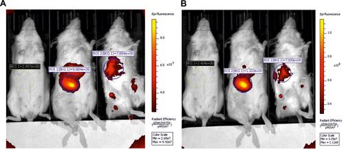 Figure 13 Accumulation of MNPs-ICG in the liver at different points in time: (A and B) — from left to right — control animal; introduction of MNPs-ICG; introduction of MNPs-ICG with the creation of a magnetic field in the area of the tumor; (A) 1 minute after administration; (B) 15 minutes after administration (arrow indicates location of tumor).