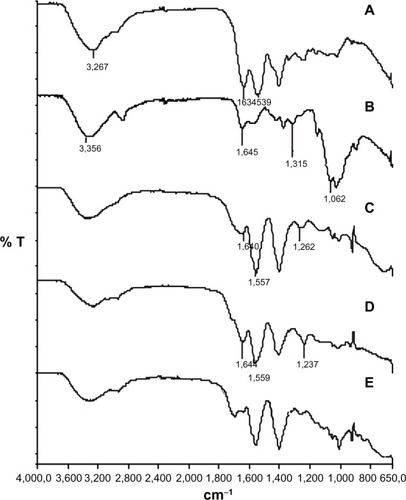 Figure 4 Attenuated total reflectance-Fourier-transform infrared spectroscopy spectra of (A) chitosan, (B) chondroitin sulfate, (C) chitosan-chondroitin sulfate nanoparticles, (D) chitosan-chondroitin sulfate-amphotericin B nanoparticles, and (E) pure amphotericin B.
